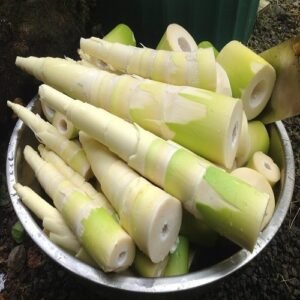 Fresh Bamboo Shoots