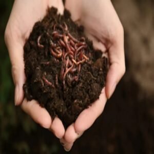 Vermicompost